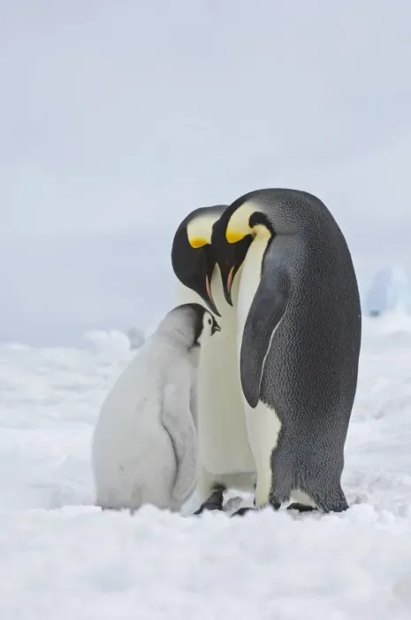 Framed Print : Emperor Penguin Aptenodytes forsteri Snow Hill Island Weddell Sea Antarctica November Framed Print : Emperor Penguin Aptenodytes forsteri Snow Hill Island Weddell Sea Antarctica November