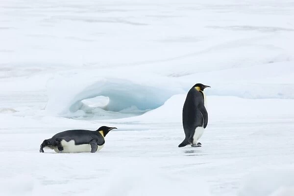 Emperor Penguin Aptenodytes forsteri walking across sea ice of Weddell Sea near Snow