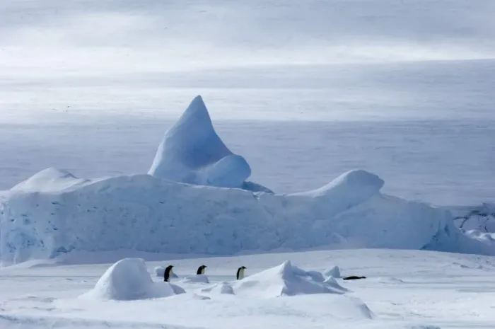 Framed Print : Emperor Penguin Aptenodytes forsteri walking across the sea ice of Weddell Sea near Framed Print : Emperor Penguin Aptenodytes forsteri walking across the sea ice of Weddell Sea near
