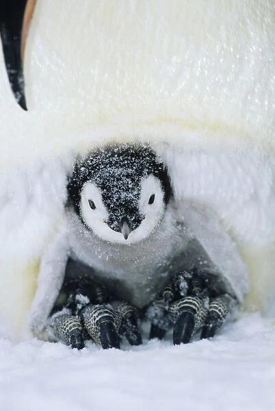 Emperor Penguin Aptenodytes forsteri Weddell Sea Antarctica