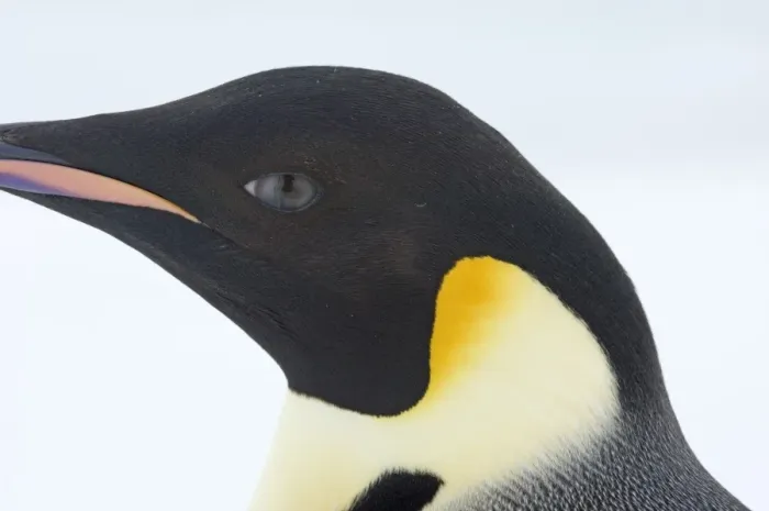 Framed Print : Emperor Penguin Aptenodytes fosteri adult Weddell Sea near Snow Hill Island Antarctica