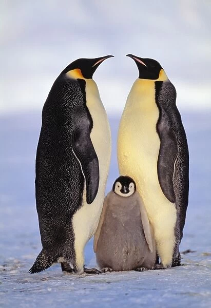 Emperor Penguin pair with chick Antarctica
