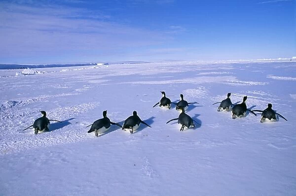 Emperor Penguins, Aptenodytes forsteri, group returning to colony across sea ice