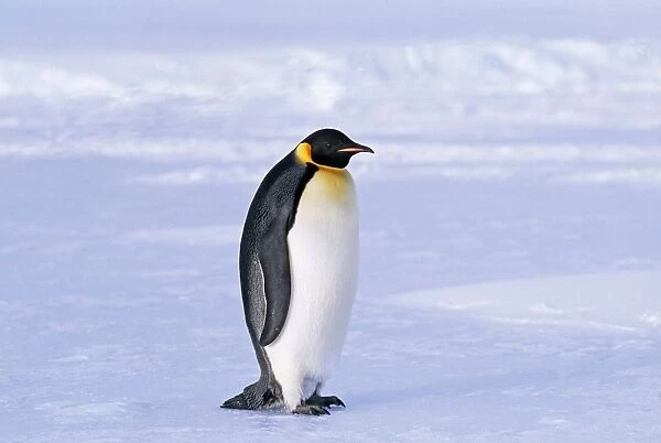 Emperor Penguins, Aptenodytes forsteri, Weddell Sea, Antarctica