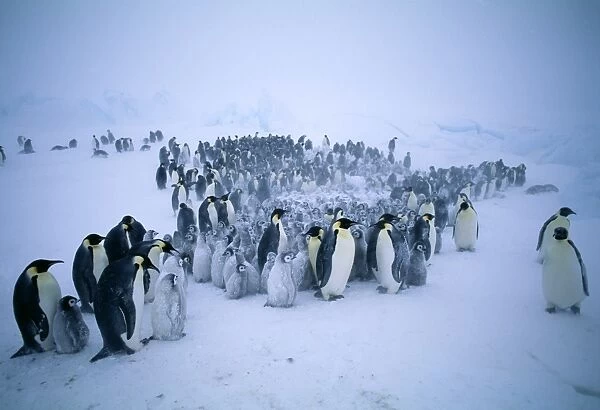 Emperor Penguins, Aptenodytes forsteri, young huddling together to form a creche to keep warm