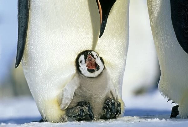 Emperor Penguins, Aptenodytes forsteri, chick on parents feet, begging for food, Weddell Sea