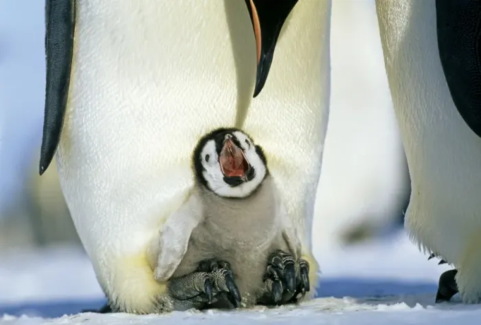 Framed Print : Emperor Penguins, Aptenodytes forsteri, chick on parents feet, begging for food, Weddell Sea Framed Print : Emperor Penguins, Aptenodytes forsteri, chick on parents feet, begging for food, Weddell Sea