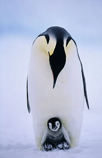 Emperor Penguins, Aptenodytes forsteri, chick being brooded, Weddell Sea, Antarctica