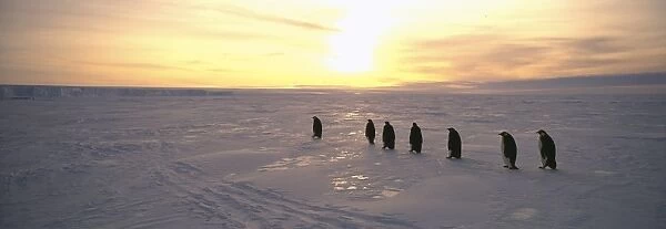Emperor Penguins, Aptenodytes forsteri, adults returning to colony across sea ice