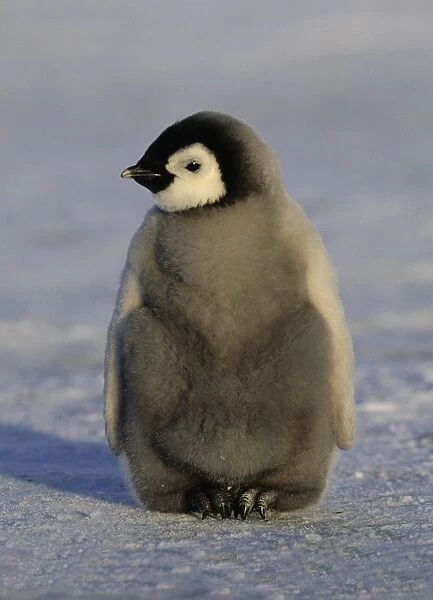 Emperor Penguins Aptenodytes forsteri chick Weddell Sea Antarctica