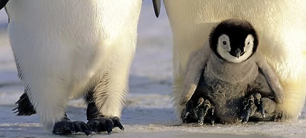 Emperor Penguins Aptenodytes forsteri chick being brooded Weddell Sea Antarctica