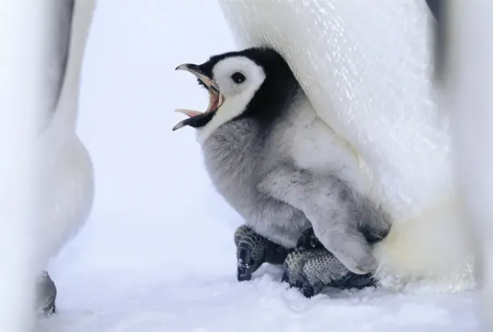 Framed Print : Emperor Penguins Aptenodytes forsteri chick being brooded Weddell Sea Antarctica Framed Print : Emperor Penguins Aptenodytes forsteri chick being brooded Weddell Sea Antarctica