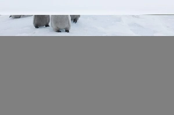 Emperor Penguins Aptenodytes forsteri chicks Snow Hill Island Antarctica November