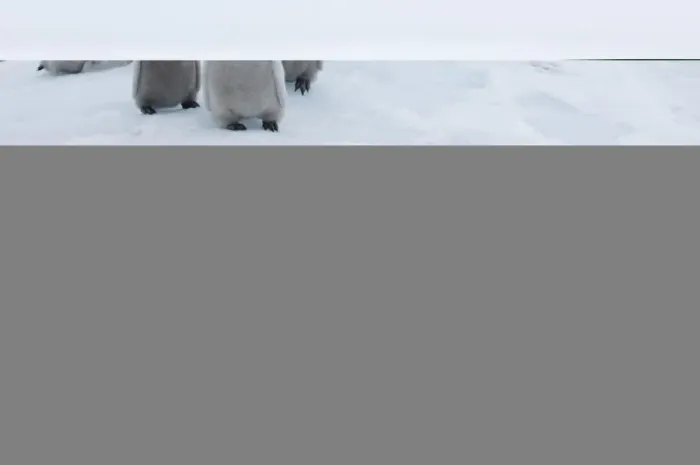Framed Print : Emperor Penguins Aptenodytes forsteri chicks Snow Hill Island Antarctica November Framed Print : Emperor Penguins Aptenodytes forsteri chicks Snow Hill Island Antarctica November