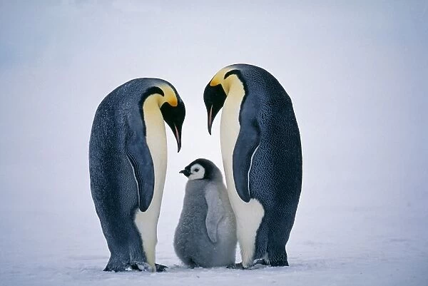 Emperor Penguins, Aptenodytes forsteri, family, Weddell Sea, Antarctica