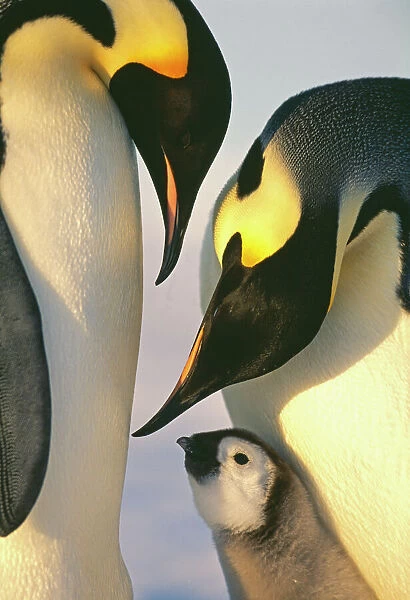 Emperor Penguins, Aptenodytes forsteri, family, Weddell Sea, Antarctica