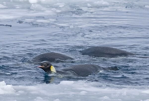 Emperor Penguins Aptenodytes forsteri on ice edge feeding Snow Hill Island Weddell