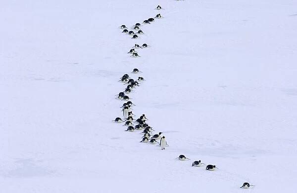 Emperor Penguins Aptenodytes forsteri on the march to the sea from their colony Snow