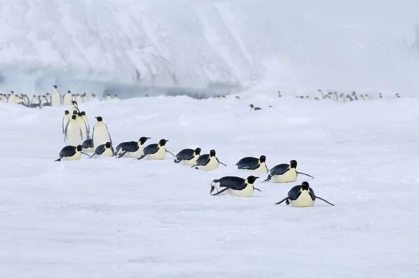 Emperor Penguins Aptenodytes forsteri on the march to the sea from their colony Snow