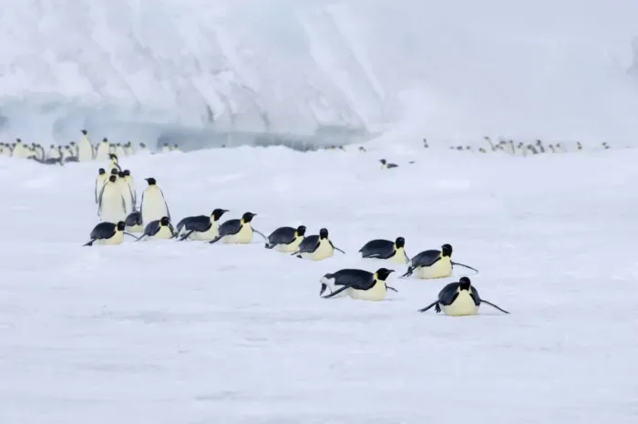 Framed Print : Emperor Penguins Aptenodytes forsteri on the march to the sea from their colony Snow Framed Print : Emperor Penguins Aptenodytes forsteri on the march to the sea from their colony Snow