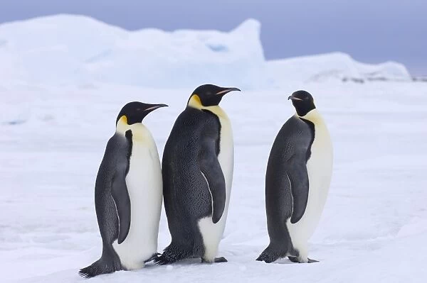 Emperor Penguins Aptenodytes forsteri Snow Hill Island Weddell Sea Antarctica November