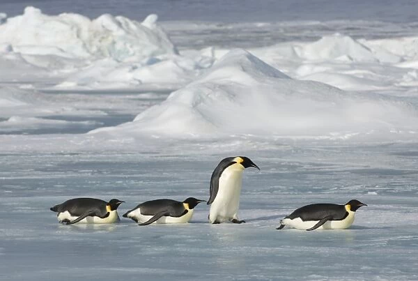 Emperor Penguins Aptenodytes forsteri Snow Hill Island Weddell Sea Antarctica November
