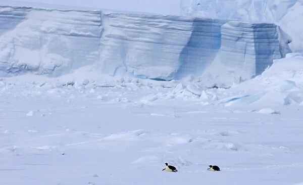 Emperor Penguins Aptenodytes forsteri Snow Hill Island Weddell Sea Antarctica