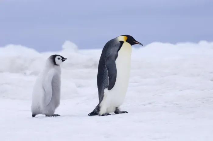Framed Print : Emperor Penguins Aptenodytes forsteri Snow Hill Island Weddell Sea Antarctica November Framed Print : Emperor Penguins Aptenodytes forsteri Snow Hill Island Weddell Sea Antarctica November