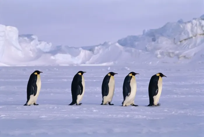 Framed Print : Emperor Penguins, Aptenodytes forsteri walking across the sea ice of the Weddell Framed Print : Emperor Penguins, Aptenodytes forsteri walking across the sea ice of the Weddell
