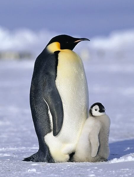 Emperor Penguins Aptenodytes forsteri Weddell Sea Antarctica