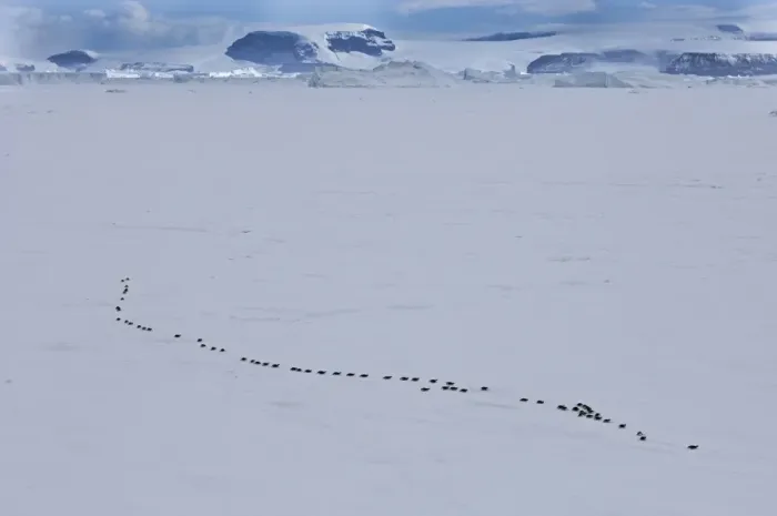 Framed Print : Emperor Penguins Aptenodytes forsterii walking across sea ice of Weddell Sea near Framed Print : Emperor Penguins Aptenodytes forsterii walking across sea ice of Weddell Sea near