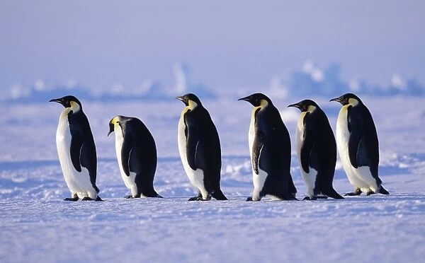 Emperor Penguins Aptenodytes fosteri walking back to colony across sea ice of the