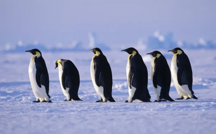 Framed Print : Emperor Penguins Aptenodytes fosteri walking back to colony across sea ice of Framed Print : Emperor Penguins Aptenodytes fosteri walking back to colony across sea ice of