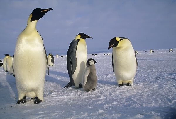 Emperor Penguins Aptenodytes fosteri Weddell Sea Antarctica