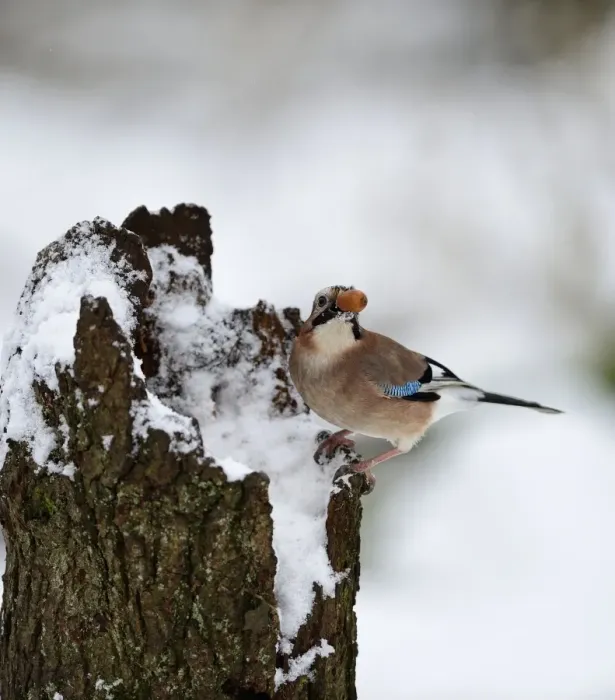 Framed Print : Eurasian Jay Garrulus glandarius collecting acorns Norfolk winter