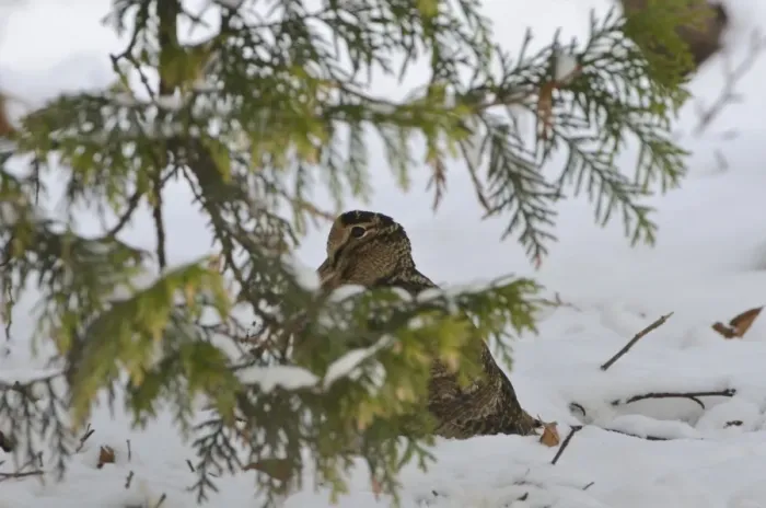 Framed Print : Eurasian Woodcock (Scolopax rusticola) Norfolk winter Framed Print : Eurasian Woodcock (Scolopax rusticola) Norfolk winter