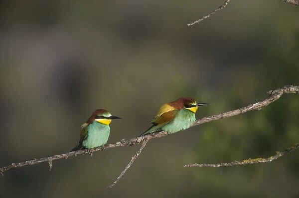 European Bee-eater Merops aplaster Spain June