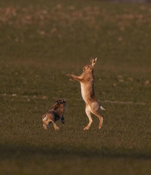 European Brown Hare boxing in spring Norfolk March