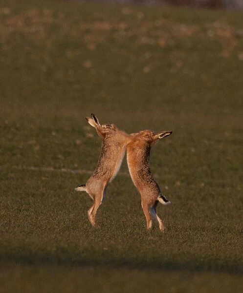 European Brown Hare boxing in spring Norfolk March