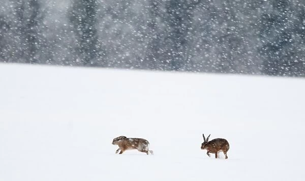 European Brown Hare Lepus europaeus Yare Valley Norfolk winter