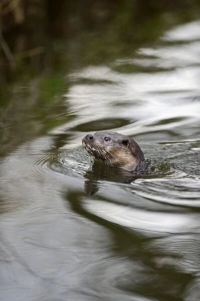 European Otter (Eurasian River Otter) Lutra lutra on River Thet, Thetford, Norfolk