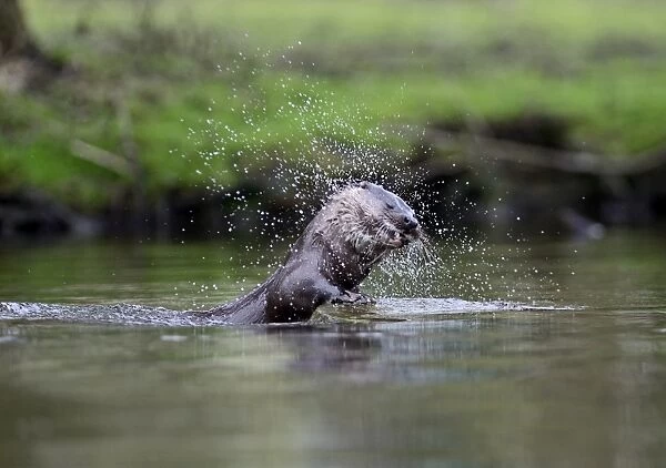 European Otter (Eurasian River Otter) Lutra lutra on River Thet, Thetford, Norfolk