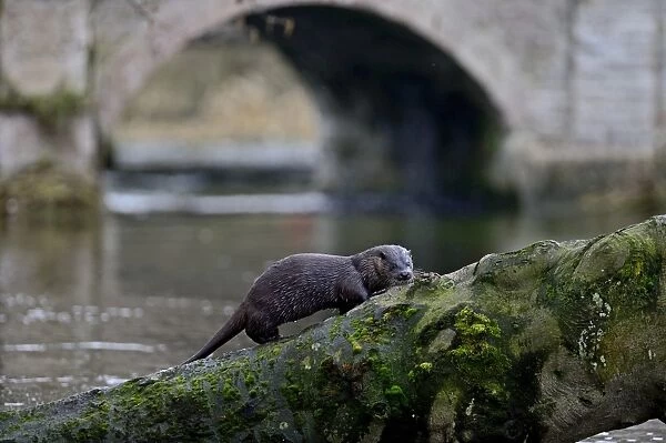 European Otter (Eurasian River Otter) Lutra lutra climbing tree on River Thet, Thetford