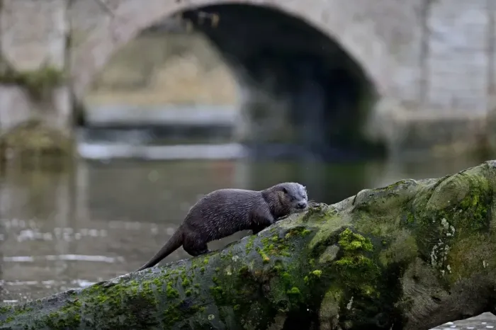Framed Print : European Otter (Eurasian River Otter) Lutra lutra climbing tree on River Thet, Thetford