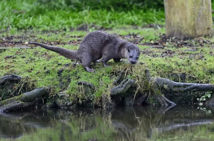 Framed Print : European Otter (Eurasian River Otter) Lutra lutra marking territory on River Thet Framed Print : European Otter (Eurasian River Otter) Lutra lutra marking territory on River Thet
