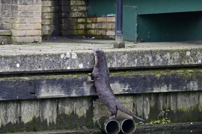Framed Print : European Otter (Eurasian River Otter) Lutra lutra on River Thet, in Thetford twn centre