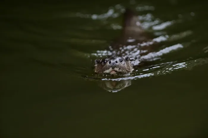 Framed Print : European Otter (Eurasian River Otter) Lutra lutra on River Thet, Thetford, Norfolk