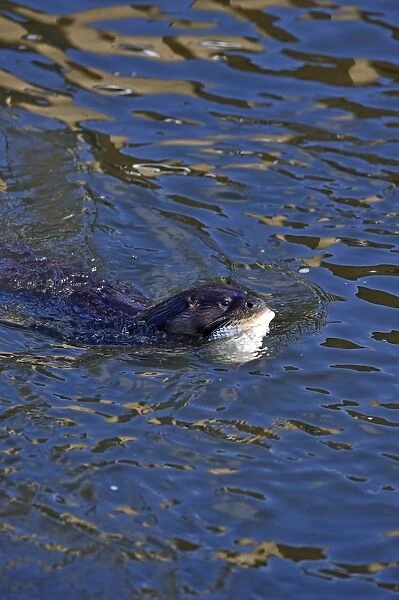 European Otter Lutra lutra with a large fish (Roach) on River Thet at Thetford Norfolk