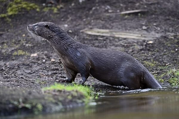 European Otter Lutra lutra on River Thet, Thetford Norfolk March
