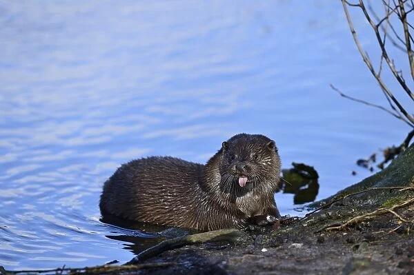 European Otter Lutra lutra on River Thet at Thetford Norfolk